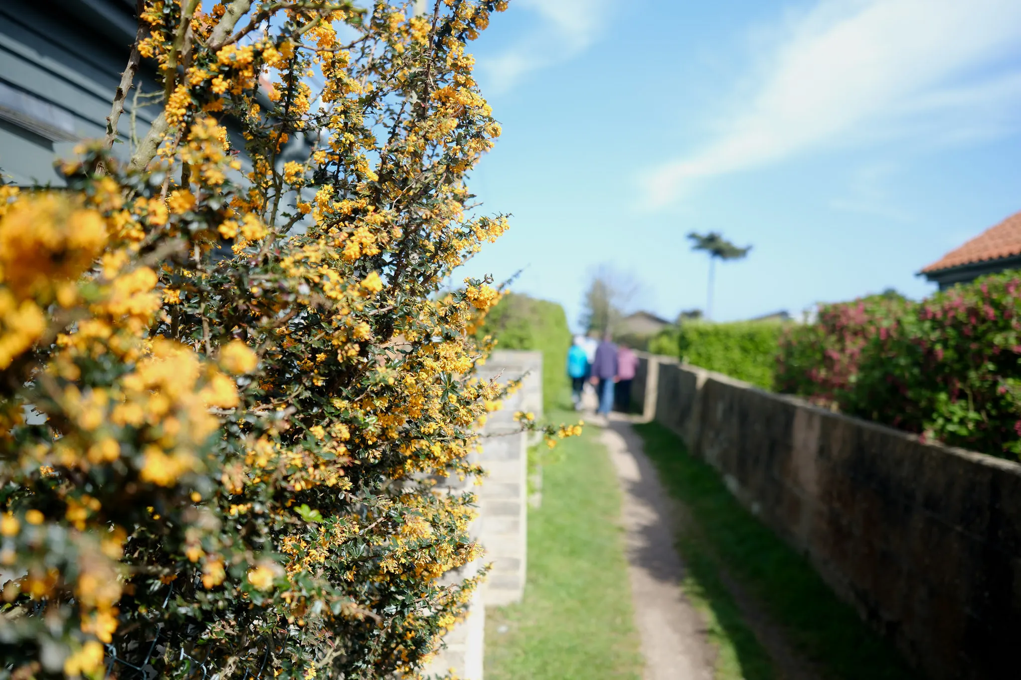 group of people walking down a sidewalk next to walls of beautiful flowers and lush greenery.